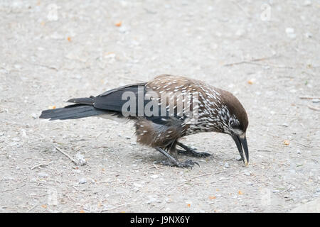 Gefleckte Nussknacker im Wald Stockfoto