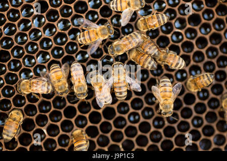 Honig wird von Bienenstöcken und Frames in Leon-Abteilung, Nicaragua geerntet. Stockfoto