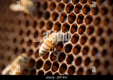 Honig wird von Bienenstöcken und Frames in Leon-Abteilung, Nicaragua geerntet. Stockfoto