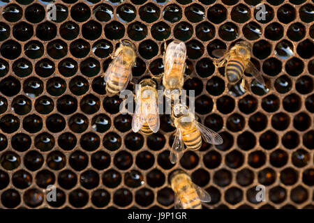 Honig wird von Bienenstöcken und Frames in Leon-Abteilung, Nicaragua geerntet. Stockfoto