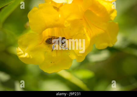 Eine Honigbiene bestäubt eine Blume in Leon-Abteilung, Nicaragua. Stockfoto