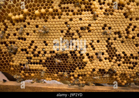 Honig wird von Bienenstöcken und Frames in Leon-Abteilung, Nicaragua geerntet. Stockfoto