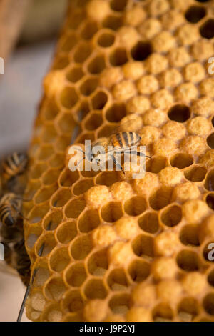 Honig wird von Bienenstöcken und Frames in Leon-Abteilung, Nicaragua geerntet. Stockfoto