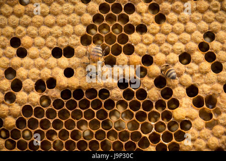 Honig wird von Bienenstöcken und Frames in Leon-Abteilung, Nicaragua geerntet. Stockfoto