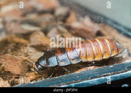 Die Madagaskar ist Zischen Kakerlake oder Gromphadorhina Portentosa, Aka zischende Kakerlake oder einfach Hisser eines der größten Arten der Schabe. Stockfoto