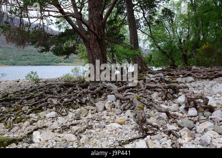 Freiliegende Wurzeln des Scots pine Pinus sylvestris am Ufer des Loch Maree Wester Ross Schottische Highlands Schottland Großbritannien GB Stockfoto