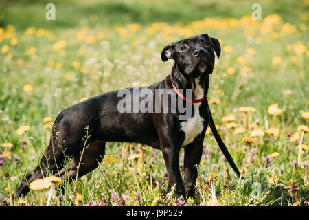 Junger amerikanischer Staffordshire-Terrier Welpen Hund stehend Outdoor im grünen Frühlingswiese mit gelben Blüten. Spielerische Pet im Freien. Stockfoto