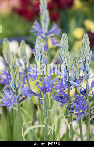 Camassia Leichtlinii. Camas Quamash, Wild Hyazinthe Blumen Stockfoto