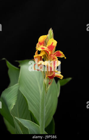 CANNA X generalis 'Königin Charlotte'. CANNA Lily vor einem dunklen Hintergrund Stockfoto