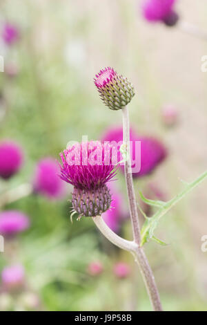 Cirsium Rivulare "Trevors blaues Wunder". Plume Distel "Trevors blaues Wunder' in Blüte Stockfoto