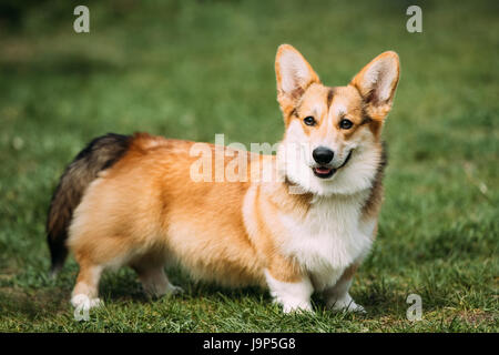 Lustige Happy Pembroke Welsh Corgi Hund spielen im Sommer Grasgrün. Welsh Corgi ist eine kleine Art von Herding Hund, die ihren In Wales Ursprung Stockfoto