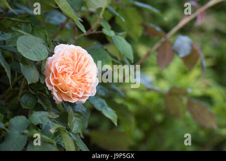 Rosa 'Crown Princess Margareta'. Englische Rose Stockfoto