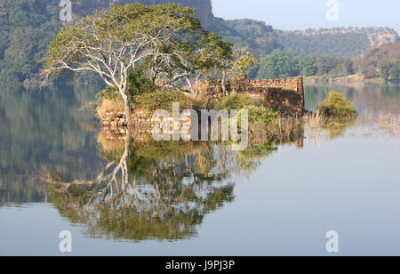 Indien, Denkmal, Baum, Urwald, Indien, Dschungel, Wasserlauf, Ruine, Stil Stockfoto