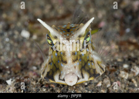 Lange Horn Koffer Fisch, Lactoria Cornuta, Lembeh Strait, Nord-Sulawesi, Indonesien, Stockfoto