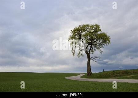 Österreich, Salzburg, Ebene Region Straßenbaum, Stockfoto