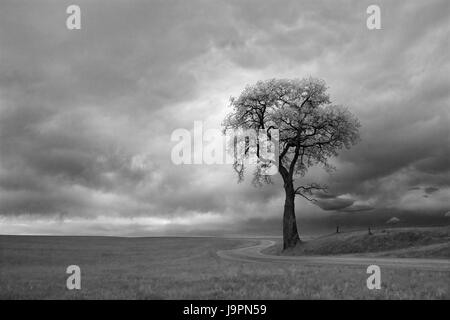 Österreich, Salzburg, Ebene Region, Straße, Baum, bewölkter Himmel, s/w, Stockfoto