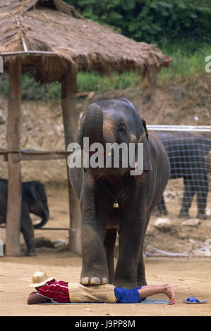 Thailand, Chiang Mai, Mae Sa Elephant Camp, Elefant, Mann, Lüge, Asien, Nordthailand, Ort von Interesse, Tier, Säugetier, Dickhäuter, Stamm, Tourismus, Reiseziel, Ganzkörper, Elefanten Camp, Person, zeigen, zeigen, steigen, Schritt, gefährlich, Stockfoto