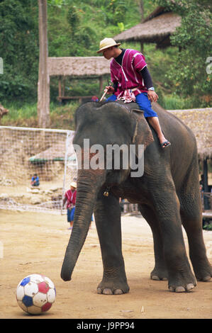 Thailand, Chiang Mai, Mae Sa Elephant Camp, Elefant, bluten, Fußball, kein Model-Release, Asien, Nordthailand, Ort von Interesse, Tier, Säugetier, Dickhäuter, Stamm, Tourismus, Reiseziel, Elefanten Camp, Person, Mahout, fahren Spiel, Vorführung, Ball, Ball-Spiel, Show, Stockfoto