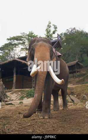 Thailand, Chiang Mai, Mae Sa Elephant Camp, Elefanten, Asien, Nordthailand, Ort von Interesse, Tier, Säugetier, Dickhäuter, Stamm, Stoßzähne, Ökotourismus, Tourismus, Reiseziel, verlassenen, ganze Körper, Elefantencamp, Stockfoto