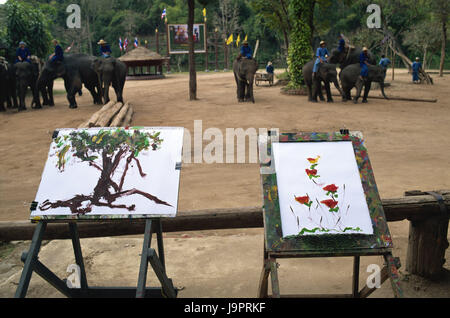 Thailand, Chiang Mai, Mae Sa Elephant Camp, Elefant, bluten, Staffeleien, Bilder, Asien, Nordthailand, Ort von Interesse, Tier, Säugetier, Dickhäuter, Tourismus, Reiseziel, Elefanten Camp, Show, Attraktion, Touristenattraktion, Malerei, Mahouts, Stockfoto