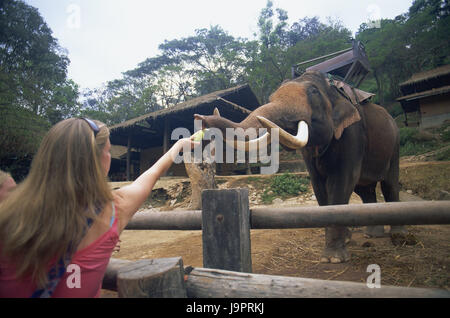 Thailand, Chiang Mai, Mae Sa Elephant Camp, Elefant, Tourist, feed, Asien, Nordthailand, Ort von Interesse, Tier, Säugetier, Dickhäuter, Stamm, Tourismus, Reiseziel, Ganzkörper, Elefanten Camp, Person, Show, Frau, Naht, Futter, Attraktion, Touristenattraktion, Stockfoto