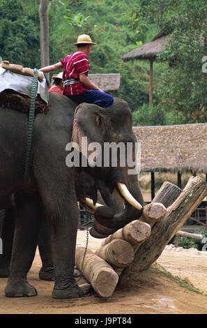 Thailand, Chiang Mai, Mae Sa Elephant Camp, Elefant, bluten, Trunks, Asien, Nordthailand, Ort von Interesse, Tiere, Säugetiere, Dickhäuter, Stämme, Stoßzähne, Tourismus, Reiseziel, Elefanten Camp, Show, Vorführung, Mahout, Stockfoto