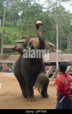 Thailand, Chiang Mai, Mae Sa Elephant Camp, Elefant, Pflege, Mahout, Rückansicht, Asien, Nordthailand, Ort von Interesse, Tier, Säugetier, Dickhäuter, Stamm, Tourismus, Reiseziel, Elefanten Camp, Person, Keeper, Trick, zeigen, anzeigen, Trick, Stockfoto