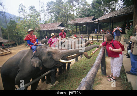 Thailand, Chiang Mai, Mae Sa Elephant Camp, Elefanten, Touristen, feed, Asien, Nordthailand, Ort von Interesse, Tiere, Säugetiere, Dickhäuter, Stämme, Tourismus, Reiseziel, Elefanten Camp, Person, Show, Frau, Naht, Futter, Attraktion, Touristenattraktion, Fütterung, bluten, Mahouts, Stockfoto