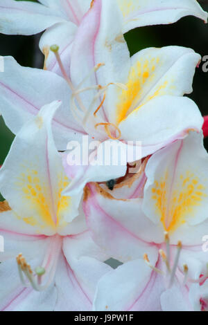 Westliche Azalee entlang wenig Falls Trail, Illinois Wild and Scenic River, Siskiyou National Forest, Oregon Stockfoto