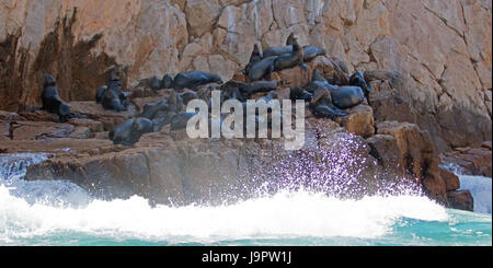 Welle auf der Seelöwen-Kolonie bei Lands End in Cabo San Lucas Baja Mexiko BCS Stockfoto