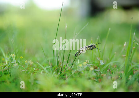 Monarch Raupe Stockfoto