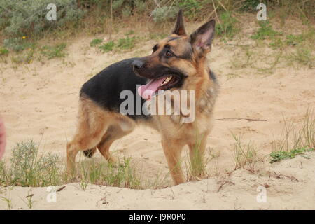 Hund Deutscher Schäferhund in den Dünen warten auf seinen Meister Stockfoto