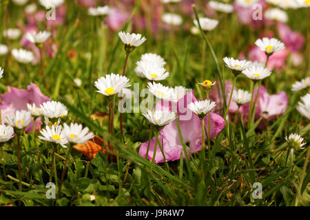 Weiße Gänseblümchen auf der Wiese Stockfoto