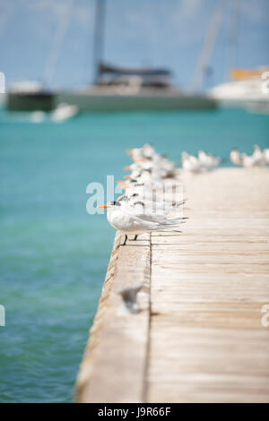 Vögel auf dem Dock von der Insel Anegada in den British Virgin islands Stockfoto