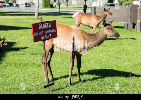 Zwei weibliche Elch Weide neben ein Schild Warnung nicht Ansatz Tierwelt in Mammoth Hot Springs im Yellowstone National Park. Stockfoto