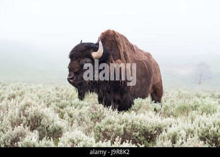 Ein Bison-Stier im Morgennebel im Yellowstone National Park. Stockfoto