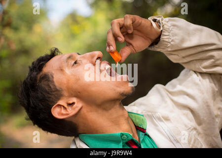 Ein Landwirt Honig Proben etwas frisch geerntete Honig in Léon Abteilung, Nicaragua. Stockfoto