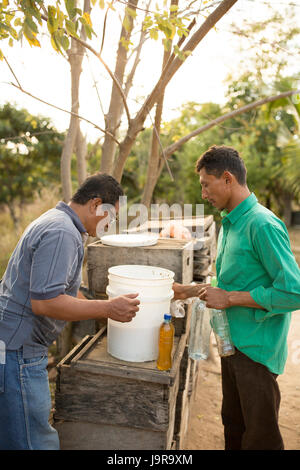 Honigbiene Halter Flasche frisch geerntete Honig bei Léon Abteilung, Nicaragua. Stockfoto