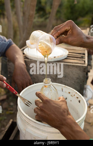 Honigbiene Halter Flasche frisch geerntete Honig bei Léon Abteilung, Nicaragua. Stockfoto