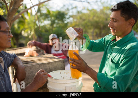 Honigbiene Halter Flasche frisch geerntete Honig bei Léon Abteilung, Nicaragua. Stockfoto