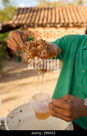 Eine Honigbiene Halter Flaschen frisch geerntete Honig bei Léon Abteilung, Nicaragua. Stockfoto