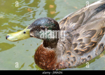 Grüne und braune Ente Schwimmen im See Stockfoto