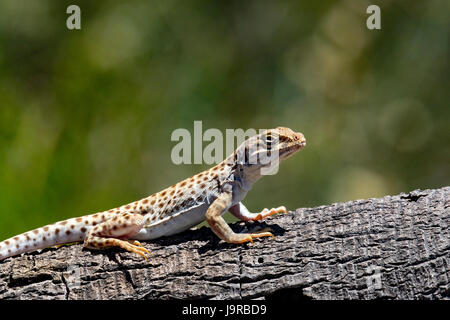 Long-Nosed Leopard Eidechse, Gambelia wislizenii, in der Mojave Wüste, Kalifornien Stockfoto