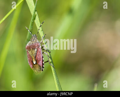 Dolycoris Baccarum. Ein Sloe Bug oder behaarte Shieldbug auf einem grünen Rasen Stroh im Frühjahr Stockfoto