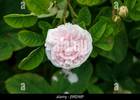 Duftende Strauchrose rosa 'Feilicite Parmentier' wächst in einem englischen Garten Grenze im späten Frühjahr bis Frühsommer, Surrey, Süd-Ost-England, UK Stockfoto