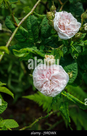 Duftende Strauchrose rosa 'Feilicite Parmentier' wächst in einem englischen Garten Grenze im späten Frühjahr bis Frühsommer, Surrey, Süd-Ost-England, UK Stockfoto