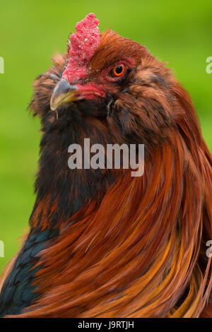 Huhn, Thompsons Mühlen State Park, Oregon Stockfoto