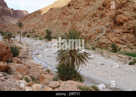 Todhra Gulch in Marokko, Stockfoto