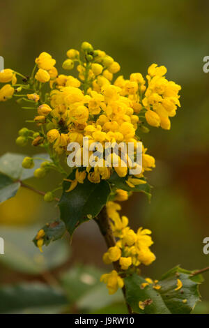 Mahonie (Mahonia Aquifolium) in voller Blüte, Roaring River County Park, Linn County, Oregon Stockfoto