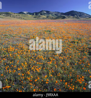 USA, California, Tehachapi Berge, Landschaft, Vegetation, Mohn, Lancaster, Gorman, Berge, Hügel, Natur, Ansicht, niemand, menschenleer, Pflanzen, Blumen, Panorama, Mohn, hell, übermäßig, Blüte, Blüten, Blumenwiese, Blumenteppich, goldene Mohn, Orange, Entfernung, Himmel, Wiese, Frühling, Sommer, Jahreszeiten, sanft, malerisch, atmosphärisch, Symbol, zeichnen einen tiefen Atemzug, erwachen, Idylle, Ruhe, Schönheit, Stille, unberührte, Wachstum, Horizont, Flora, Lebensraum, Breite, Stockfoto